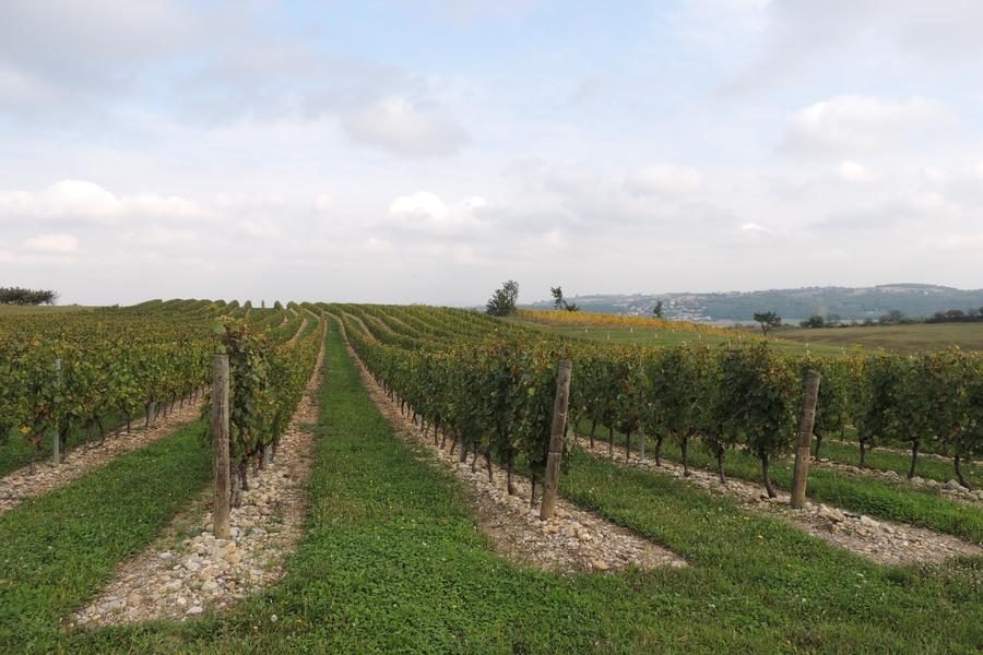 Vignes des Coteaux du Lyonnais