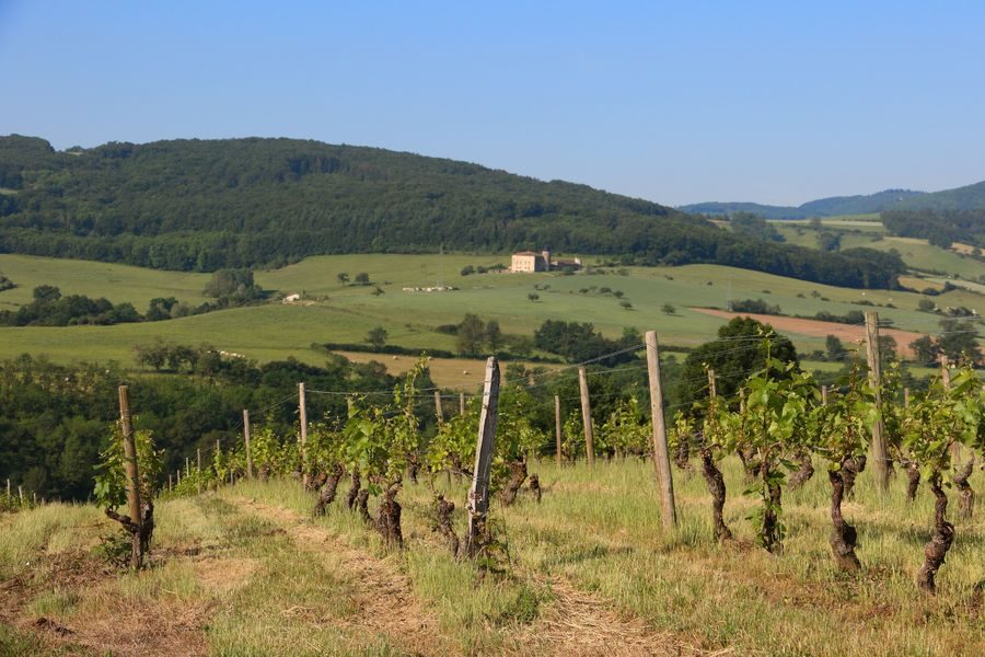 Circuit VTT 52 - Entre vignes et bois