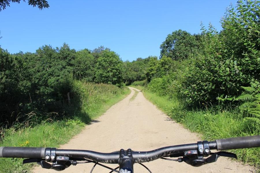 N°3 - Le bois de la Plaine