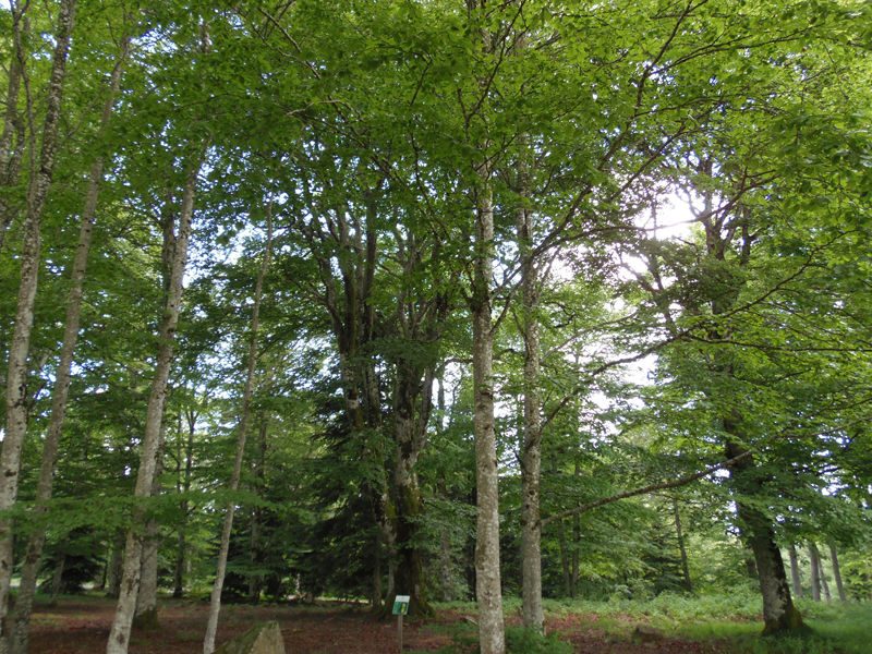 Forêt domaniale de l'Assise
