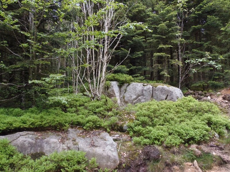 Forêt domaniale de l'Assise
