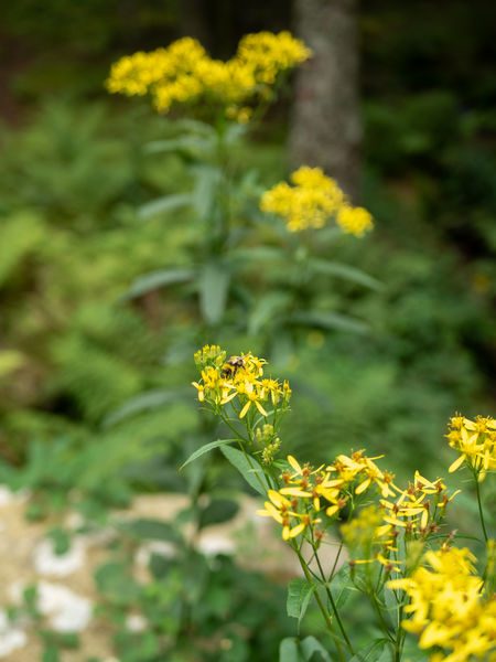 Flore à Lavoine