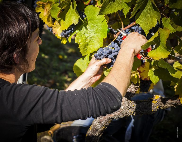 Vendanges dans le vignoble saint-pourcinois
