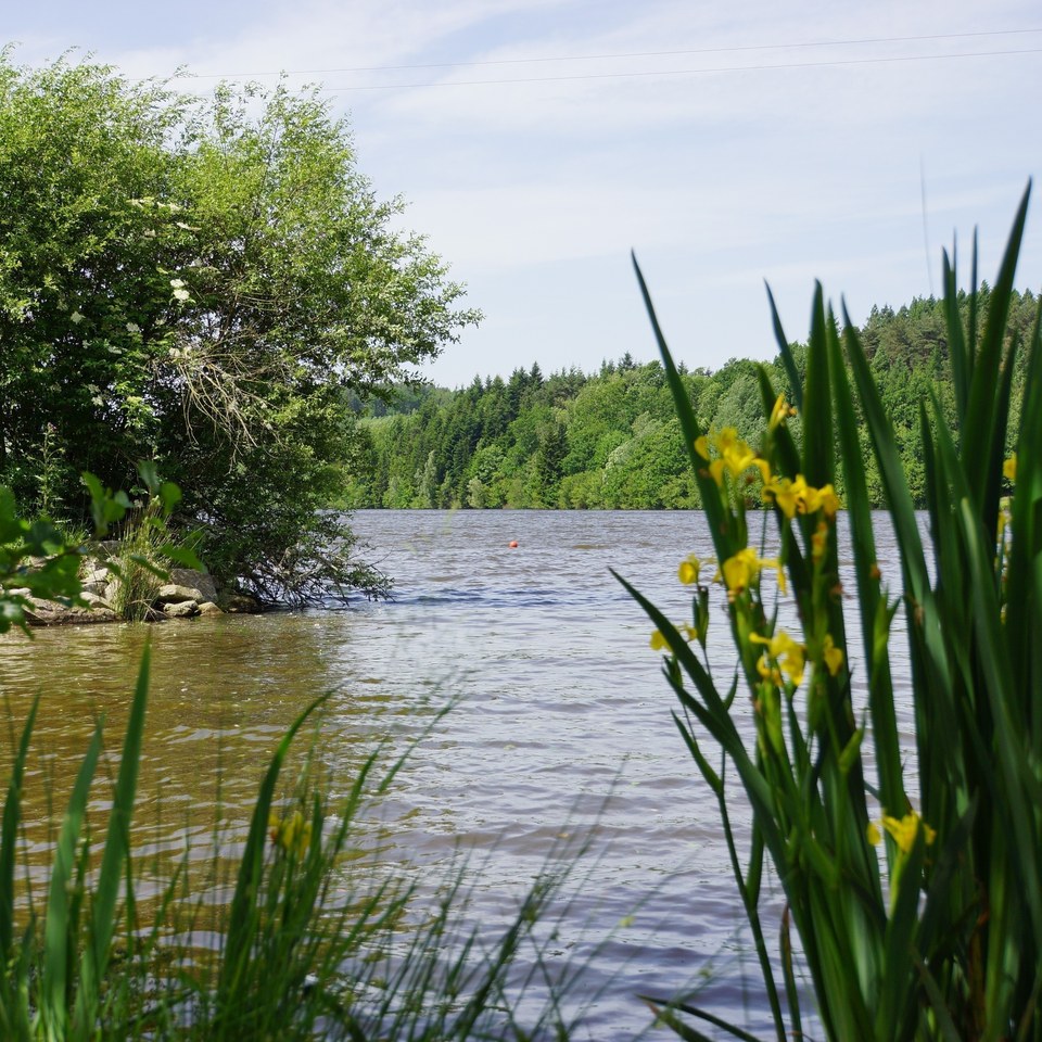 Lac et sous-bois