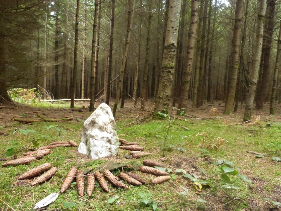 Le bois de Pierre Blanche