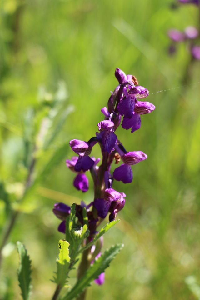 Orchidée sauvage