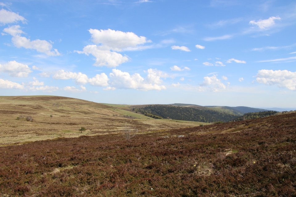 Montée à l'estive