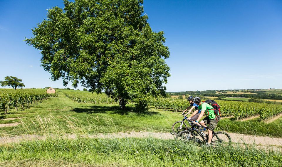 Le vignoble de Saint-Pourçain - Saulcet