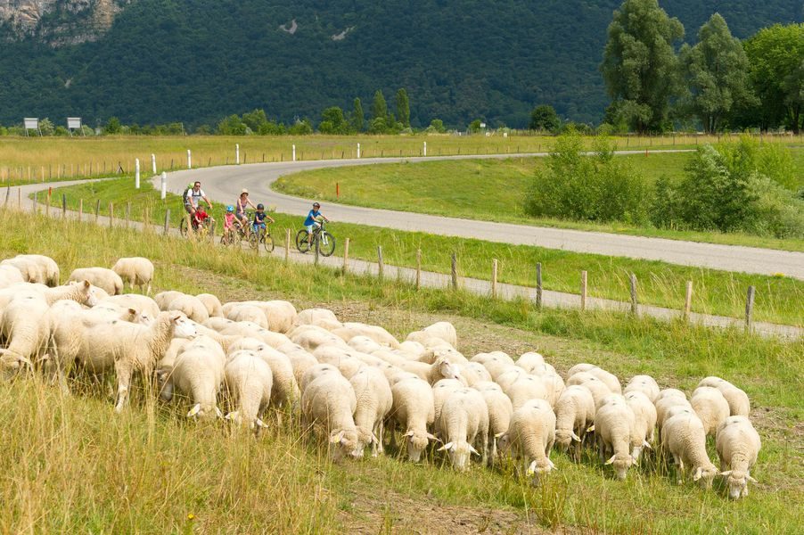 Troupeau de moutons le long de ViaRhôna