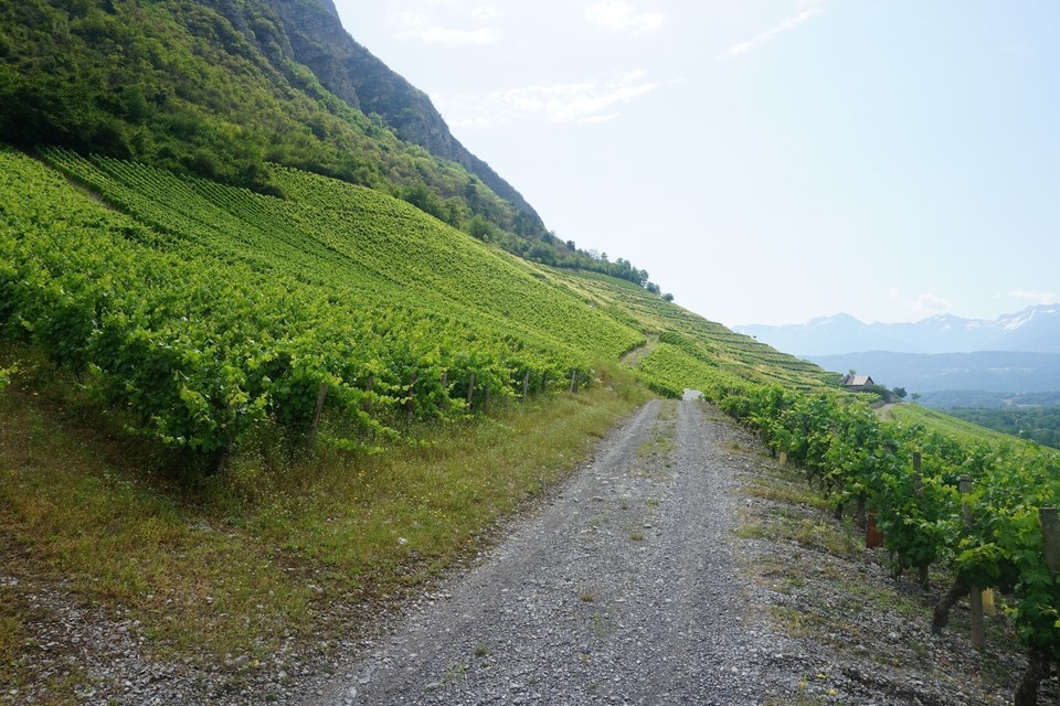 Une année de vigneron