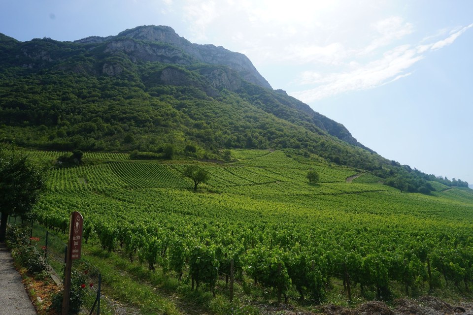 Vignobles