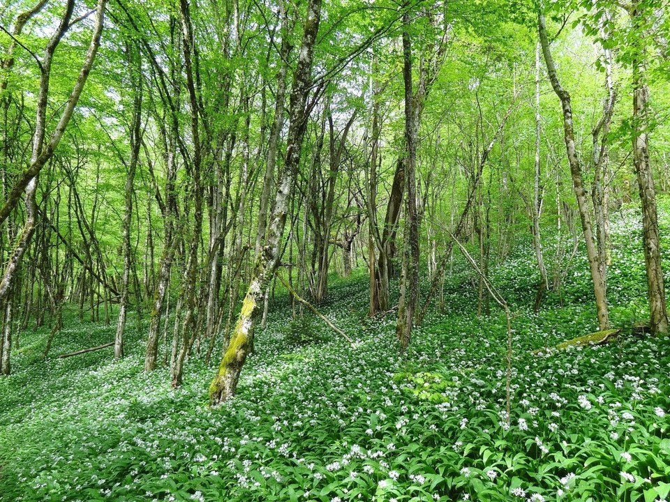 sous bois