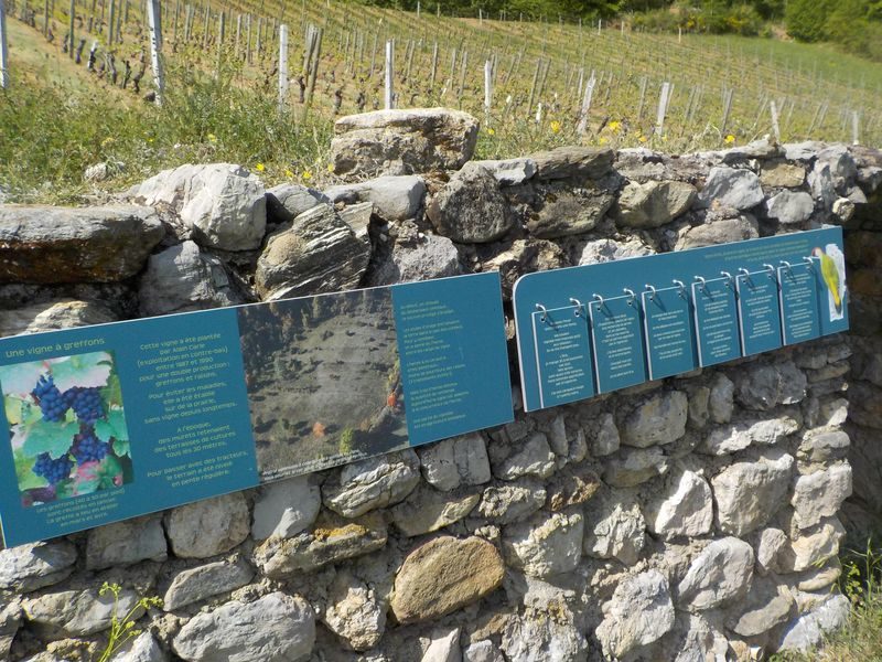 Arrivée dans les vignes
