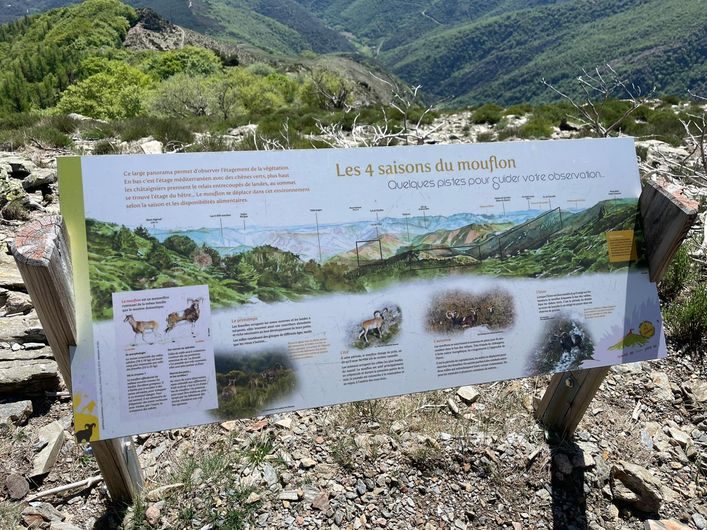 Sur les traces du mouflon