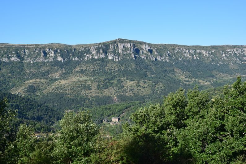 Prunet