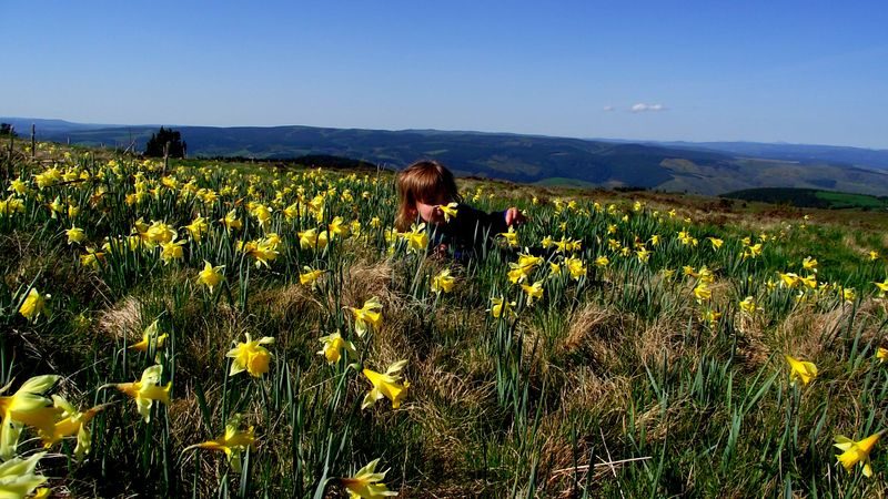 Jonquilles sur le Mont Lozère