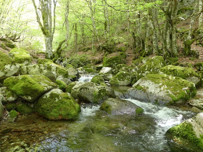 La forêt de l'Aigoual