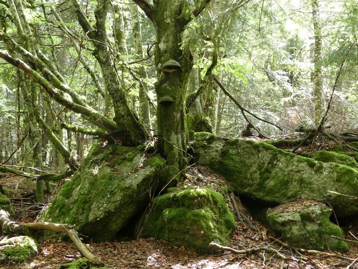 Bois de Camprieu