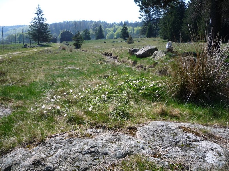 Sur le chemin du Bonheur