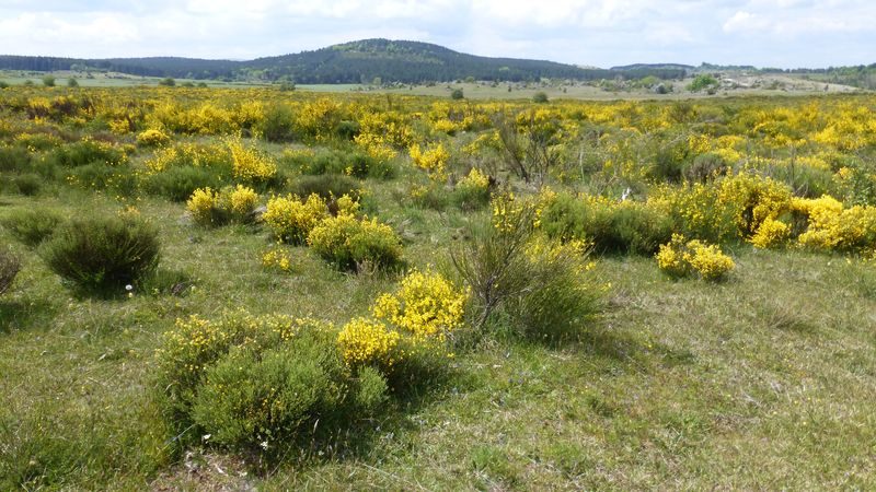 Bézuc