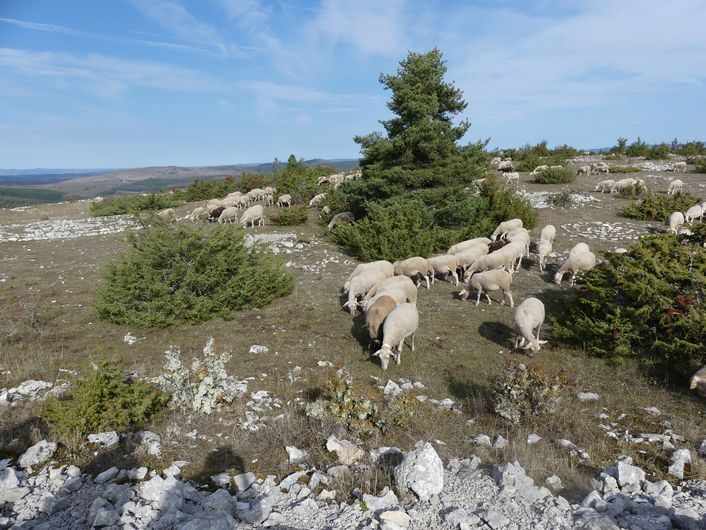 Troupeau de mouton