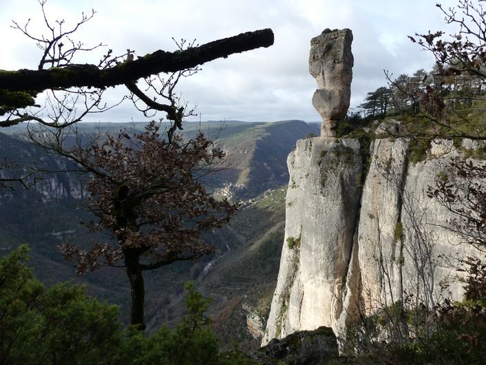 Les gorges de la Jonte et les vautours