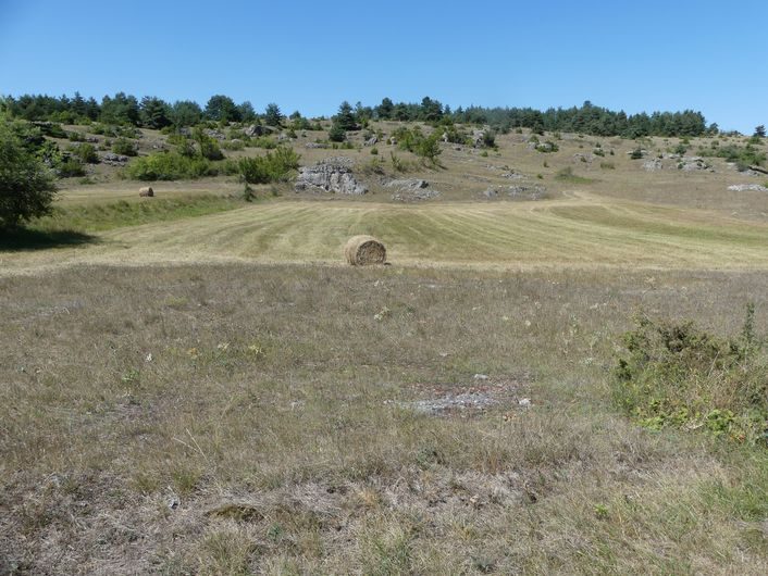 Doline