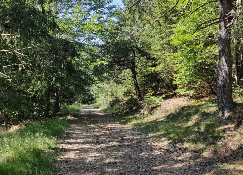 La montagne de l'Espérou - VTT n°4