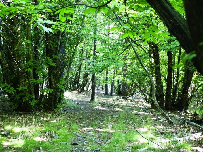 Châtaigneraie pâturée