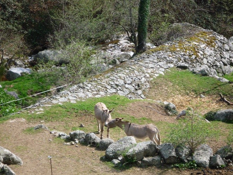 Les ânes du Mas Corbière