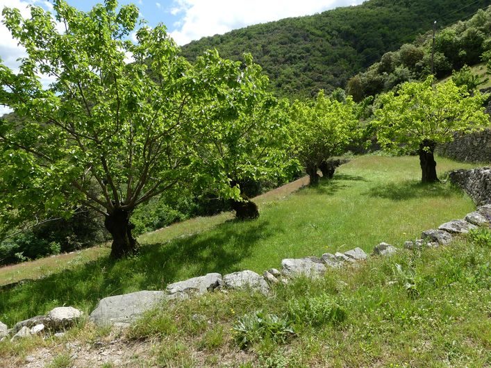 Bancels et mûrier