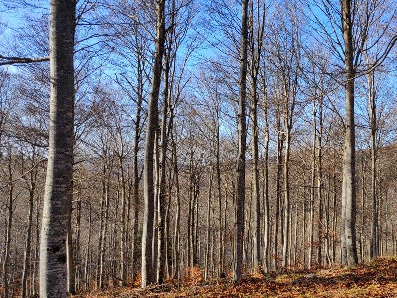 Forêt de hêtres