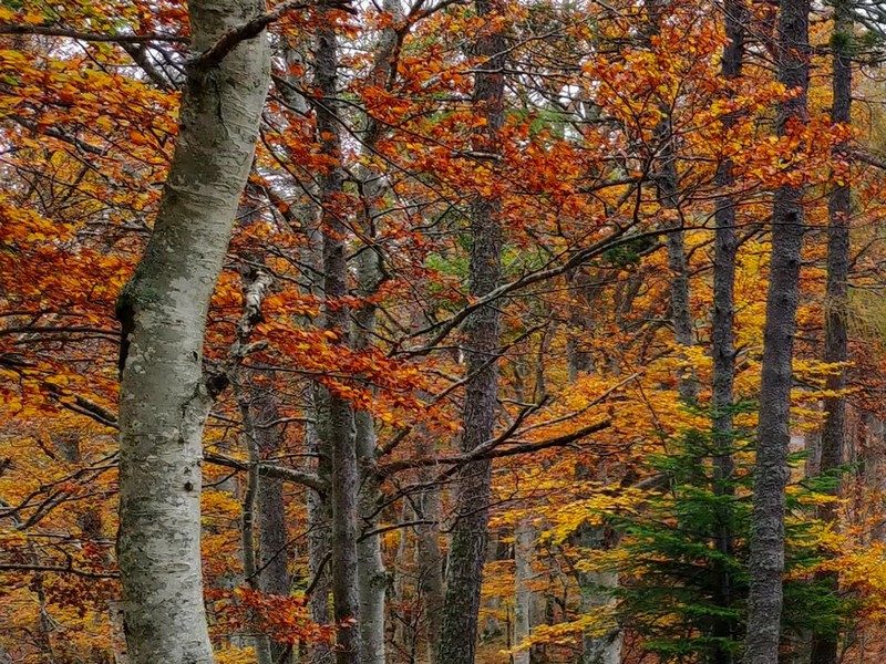 Forêt de hêtres en automne