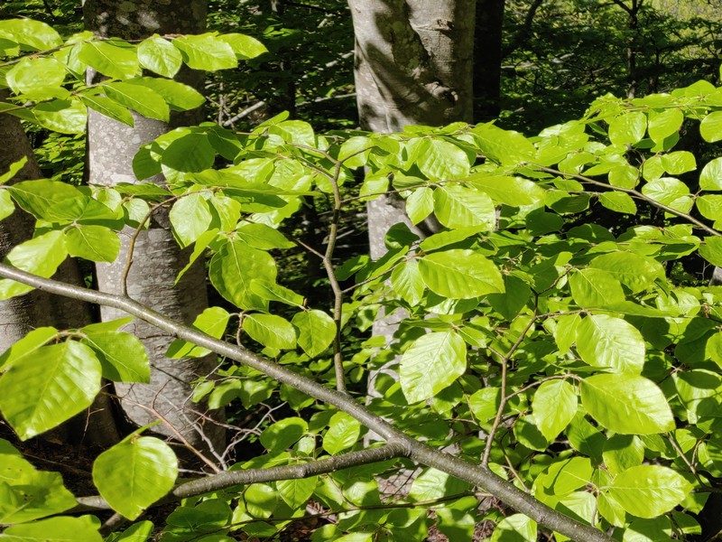 Forêt de hêtres