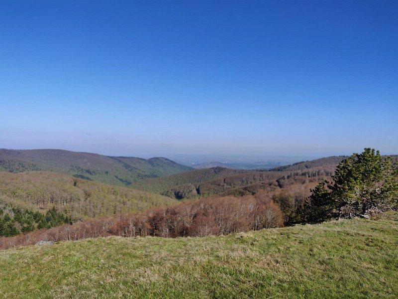 Tour de la sapinière (Trail)