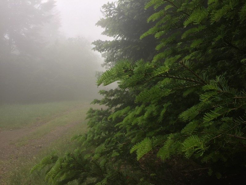 Conifères dans la forêt de l'Aigoual