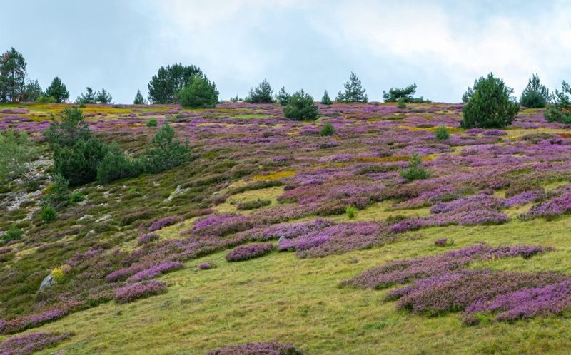 Bruyère sur le Finiels