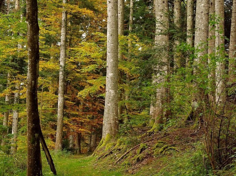 Forêt du Mont Lozère
