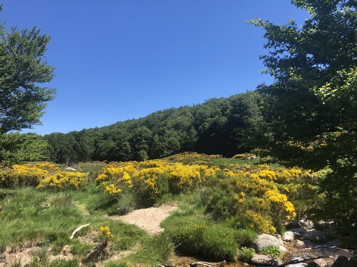 Genêts sur le Mont Lozère