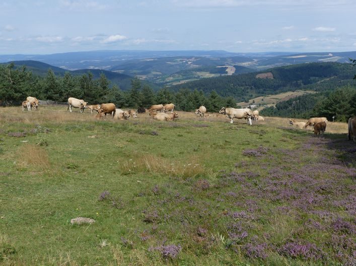 Station du mont Lozère