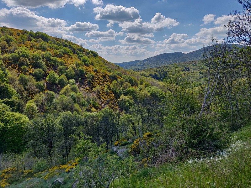 Versant océanique de l'Aigoual