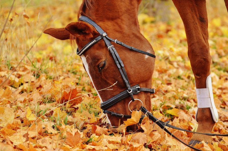 Forêt de Roujanel (à cheval)