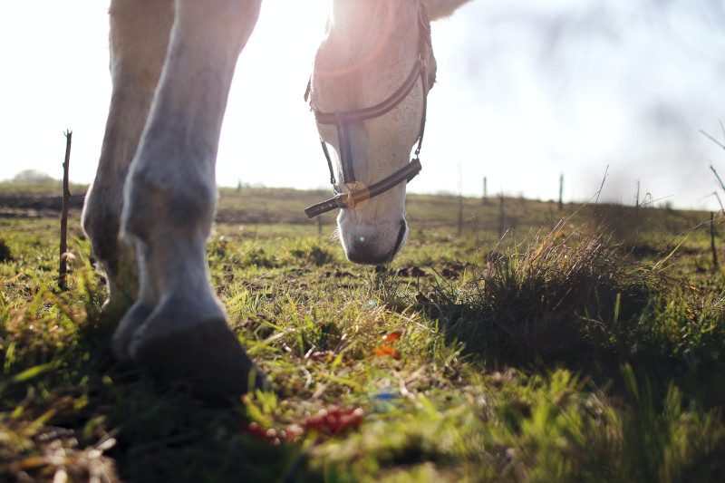 Sources de l'Allier (à cheval)