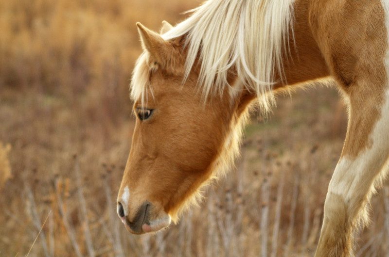 Allenc - Pierre Plantée (à cheval)