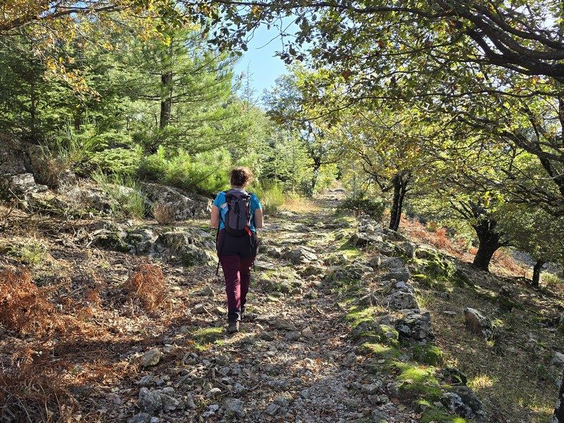 Dans la forêt
