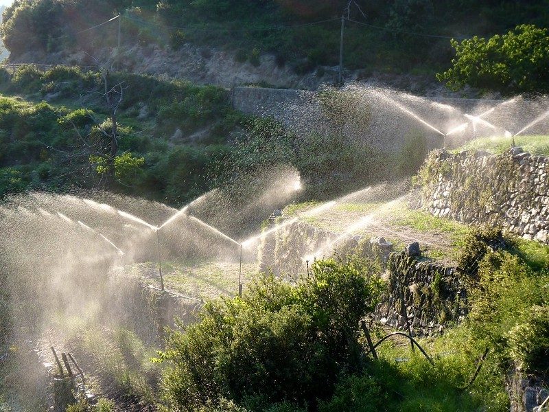 Oignons doux des Cévennes