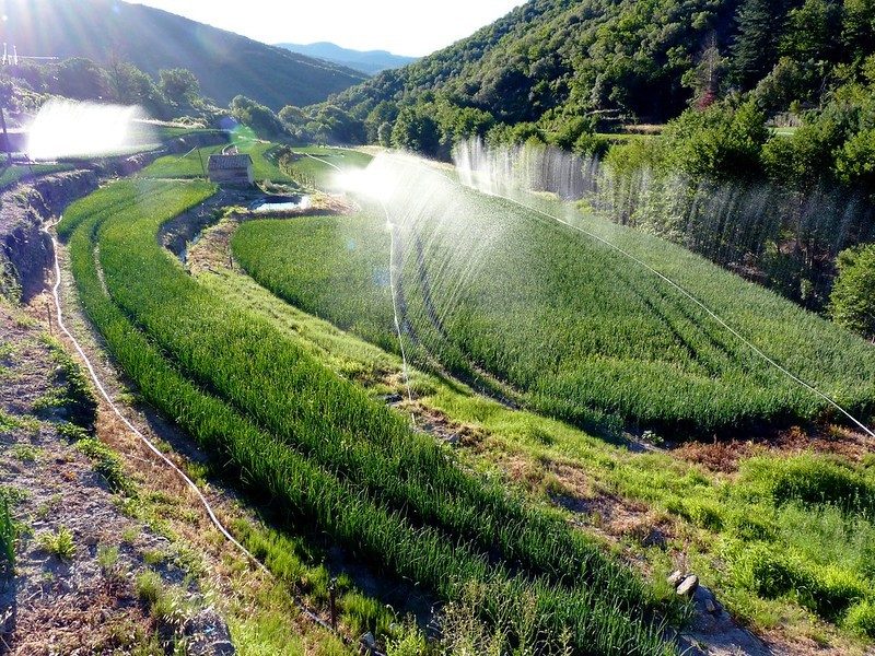 Oignons doux des Cévennes