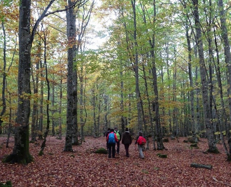 Forêt de Canayère