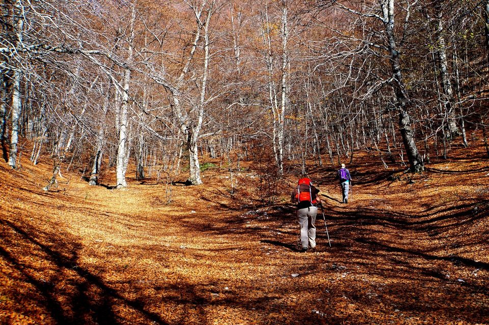 SAINT-ÉTIENNE-LES-ORGUES - Forêts de Lure