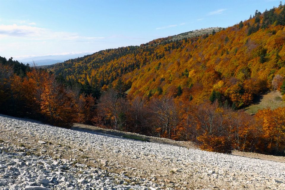 Forêt de la montagne de Lure